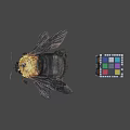 Bumblebee With Yellow Thorax And Colorful Rubik's Cube