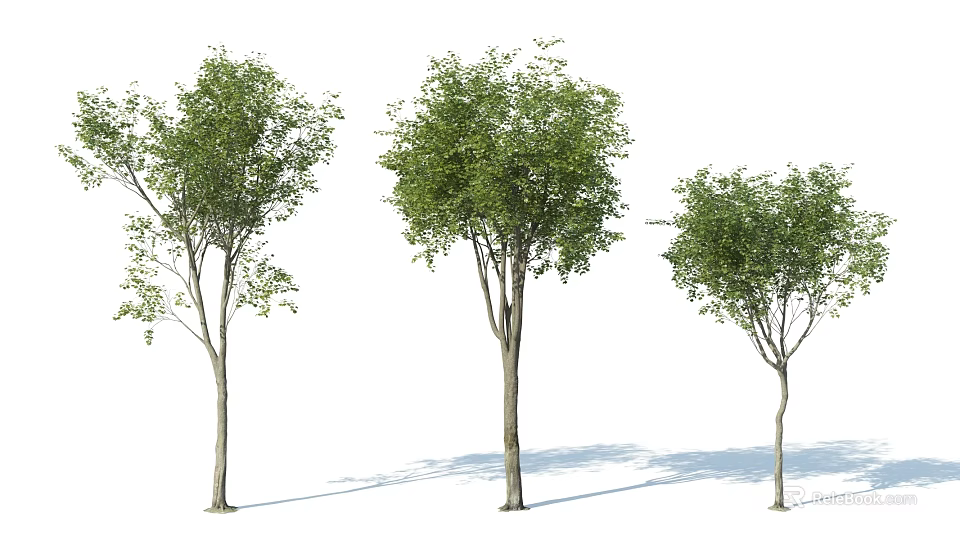 Three Arbor Trees With Green Foliage Different Sizes Straight Trunks Shadows On White Background 3d model