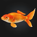 Vibrant Orange Goldfish Swimming With Bright Fins And Tail On Black Background