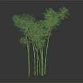 Green Bamboo Plants With Multiple Stalks And Lush Leaves Against Dark Background