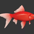 Red Goldfish with White Fins and Tail on Black Background with Clear Reflection