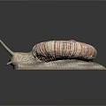 Snail Shell Antennae Organs And Hair Like Striped Spiral Texture
