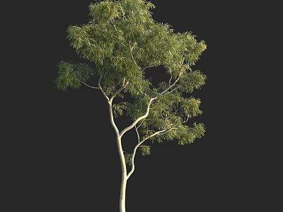 Tall Arbor Tree With Lush Green Foliage And Slender Trunk Structure 3d model