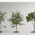 Modern Tree Pool Landscape Tree Arbor Street Tree 3d model