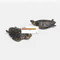 Two Reptile Turtle Sculptures With Black Shell And Golden Pattern Details On White Surface 3d model