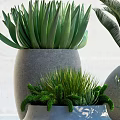 Various Types of Green Potted Plants in Modern Gray Ceramic Pots for Home Decor