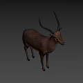 Realistic 3D Antelope Model With Long Curved Horns Standing Isolated On White