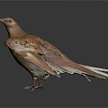 Brown Pigeon with White Tail Feathers Standing on Shiny Black Reflective Surface