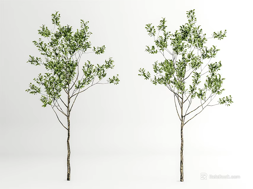 Two Slender Trunk Trees With Lush Green Foliage On White Background 3d model