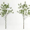 Two Slender Trunk Trees With Lush Green Foliage On White Background 3d model