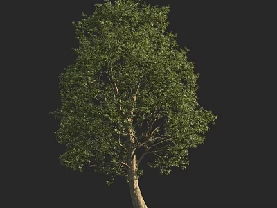 Tall Arbor With Lush Green Leaves And Strong Trunk In Natural Setting 3d model