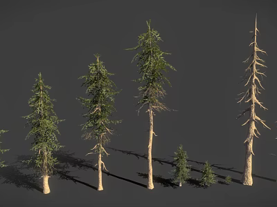 Various Types of Trees with Different Heights and Natural Growth Characteristics 3d model