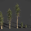 Various Types of Trees with Different Heights and Natural Growth Characteristics