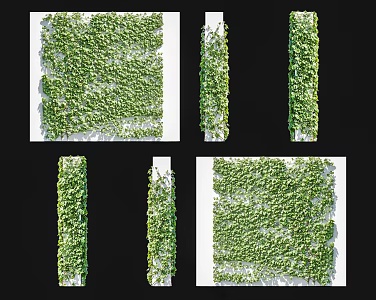 Modern Parthenocissus Creeper Vine Wall Creeper Vine Climbing Wall Plant Vine Pillar Plant Wall Creeper Vine Plant Green Plant Wall Plant Wall Vine 3d model