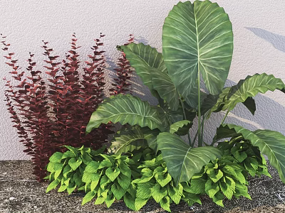 Vibrant Garden Plant Arrangement Featuring Red Foliage Large Green Leaves And Lush Greenery 3d model