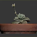 Succulent Plant Growing In Red Clay Pot With Green Leaves And Small Flower