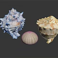 Decorative Seashell Ornament Set With Various Shapes White Green And Brown Spots On Black Surface