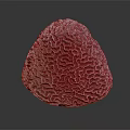 Aquatic Animal Brain Coral Featuring Intricate Patterns and Grayish White Surface in Marine Environment