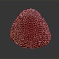 Modern Coral Red Coral White Coral Blue Coral 3d model