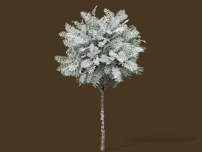 Shrub With Slender Trunk Featuring White Leaves Against Brown Background 3d model
