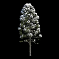 Three Snow Covered Arbor Trees Against Black Background In Winter Scene 3d model