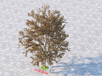 Mature Single Deciduous Tree with Brown Leaves Standing on Paved Ground in Autumn 3d model