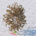 Mature Single Deciduous Tree with Brown Leaves Standing on Paved Ground in Autumn