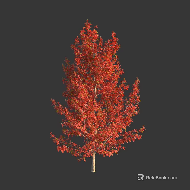 Tall Deciduous Tree with Vibrant Red Autumn Leaves and Lush Canopy 3d model 