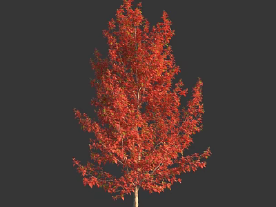 Tall Deciduous Tree with Vibrant Red Autumn Leaves and Lush Canopy 3d model