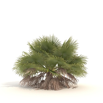 Shrub Plant Green Plant Tropical Shrub 3d model