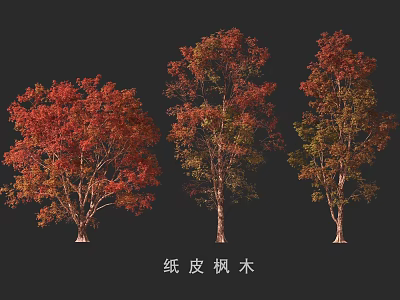 Paper Maple 3d model