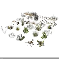 Diverse Collection of Natural Plants Featuring Grasses Shrubs and Foliage