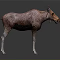 Brown Moose With White Legs Standing On Dark Background With Reflection