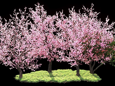Flowering Trees With Pink Blossoms Growing On Green Grass With Multiple Trunks 3d model