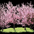 Flowering Trees With Pink Blossoms Growing On Green Grass With Multiple Trunks 3d model