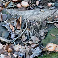 Natural Ground With Fallen Leaves Tree Trunk Mushrooms And Moss
