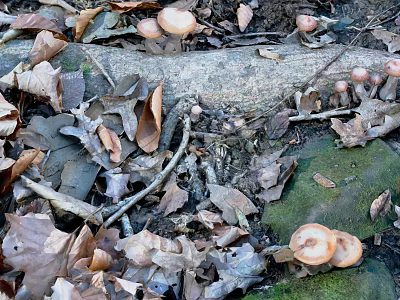 Natural Ground With Fallen Leaves Tree Trunk Mushrooms And Moss 3d model