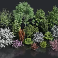 Diverse Arbor Trees Collection For Landscape Design With Various Colors And Species