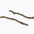 Natural Wooden Branches With Mossy Texture And Organic Shape For Decoration