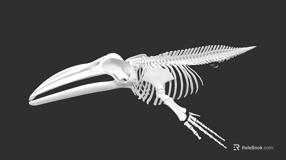 Detailed Aquatic Animal Skeleton Featuring Long Beak And Wing Bone Structure 3d model 
