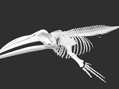 Detailed Aquatic Animal Skeleton Featuring Long Beak And Wing Bone Structure 3d model