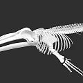 Detailed Aquatic Animal Skeleton Featuring Long Beak And Wing Bone Structure
