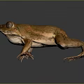 Brown Frog With Dorsal Stripe Close Up On Gray Background Shiny Skin Texture