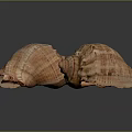 Two Conch Shells With Orange Brown Textured Surface On Black Background Reflections