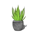 Aloe Vera Potted Plant With Vibrant Green Leaves In Gray Pot