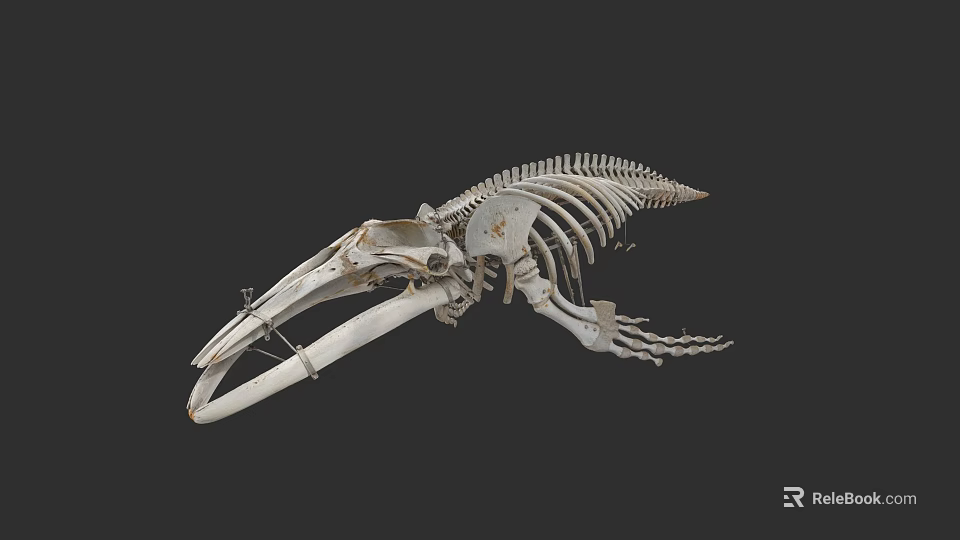 Aquatic Animal Skeleton Complete Anatomical Structure Marine Life Specimen 3d model