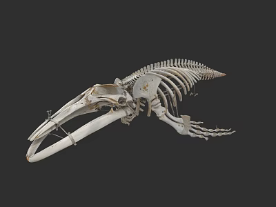 Aquatic Animal Skeleton Complete Anatomical Structure Marine Life Specimen 3d model