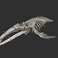 Aquatic Animal Skeleton Complete Anatomical Structure Marine Life Specimen 3d model