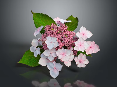 Pink and White Hydrangea Bouquet With Green Leaves and Reflection on Dark Background 3d model