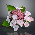 Pink and White Hydrangea Bouquet With Green Leaves and Reflection on Dark Background